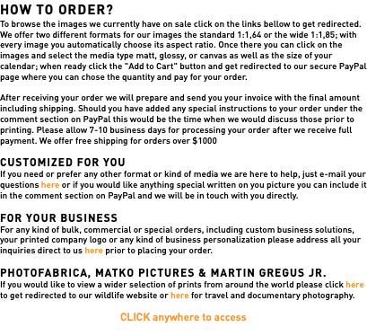 HOW TO ORDER? To browse the images we currently have on sale click on the links bellow to get redirected. We offer two different formats for our images the standard 1:1,64 or the wide 1:1,85; with every image you automatically choose its aspect ratio. Once there you can click on the images and select the media type matt, glossy, or canvas as well as the size of your calendar; when ready click the "Add to Cart" button and get redirected to our secure PayPal page where you can chose the quantity and pay for your order. After receiving your order we will prepare and send you your invoice with the final amount including shipping. Should you have added any special instructions to your order under the comment section on PayPal this would be the time when we would discuss those prior to printing. Please allow 7-10 business days for processing your order after we receive full payment. We offer free shipping for orders over $1000 CUSTOMIZED FOR YOU If you need or prefer any other format or kind of media we are here to help, just e-mail your questions here or if you would like anything special written on you picture you can include it in the comment section on PayPal and we will be in touch with you directly. FOR YOUR BUSINESS For any kind of bulk, commercial or special orders, including custom business solutions, your printed company logo or any kind of business personalization please address all your inquiries direct to us here prior to placing your order. PHOTOFABRICA, MATKO PICTURES & MARTIN GREGUS JR. If you would like to view a wider selection of prints from around the world please click here to get redirected to our wildlife website or here for travel and documentary photography. CLICK anywhere to access 
